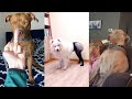 HAVING A BAD DAY ?? This Video It Makes You Feel Good 😂🐶 FUNNY DOGS (PART 1)