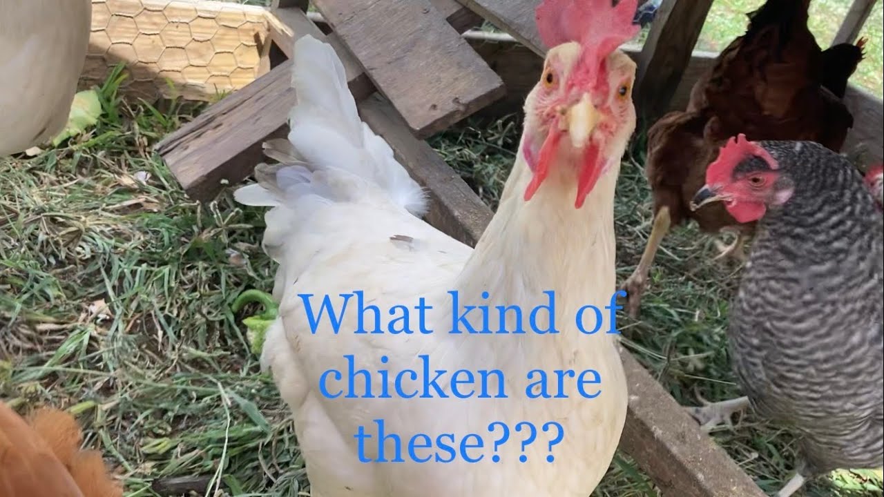 California Tan and California Grey Chickens! What are they? YouTube
