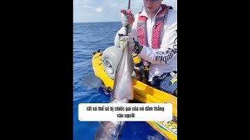 Bạn có biết vì sao con người sợ cá kiếm không #facts #shorts