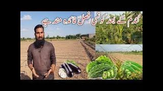 how to grow salad in your garden Quick Maturing Plants: 5 Fast Growing Vegetables