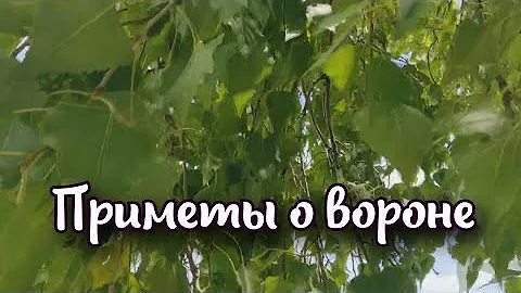 Приметы о вороне: всегда ли птица предвещает смерть