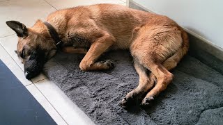 Dimanche 12/05/2024 : réveil tout en douceur pour Ulky et Gigi 🥰😍🐺😺🐦‍🔥 #rescuecatsanddogs #lozere