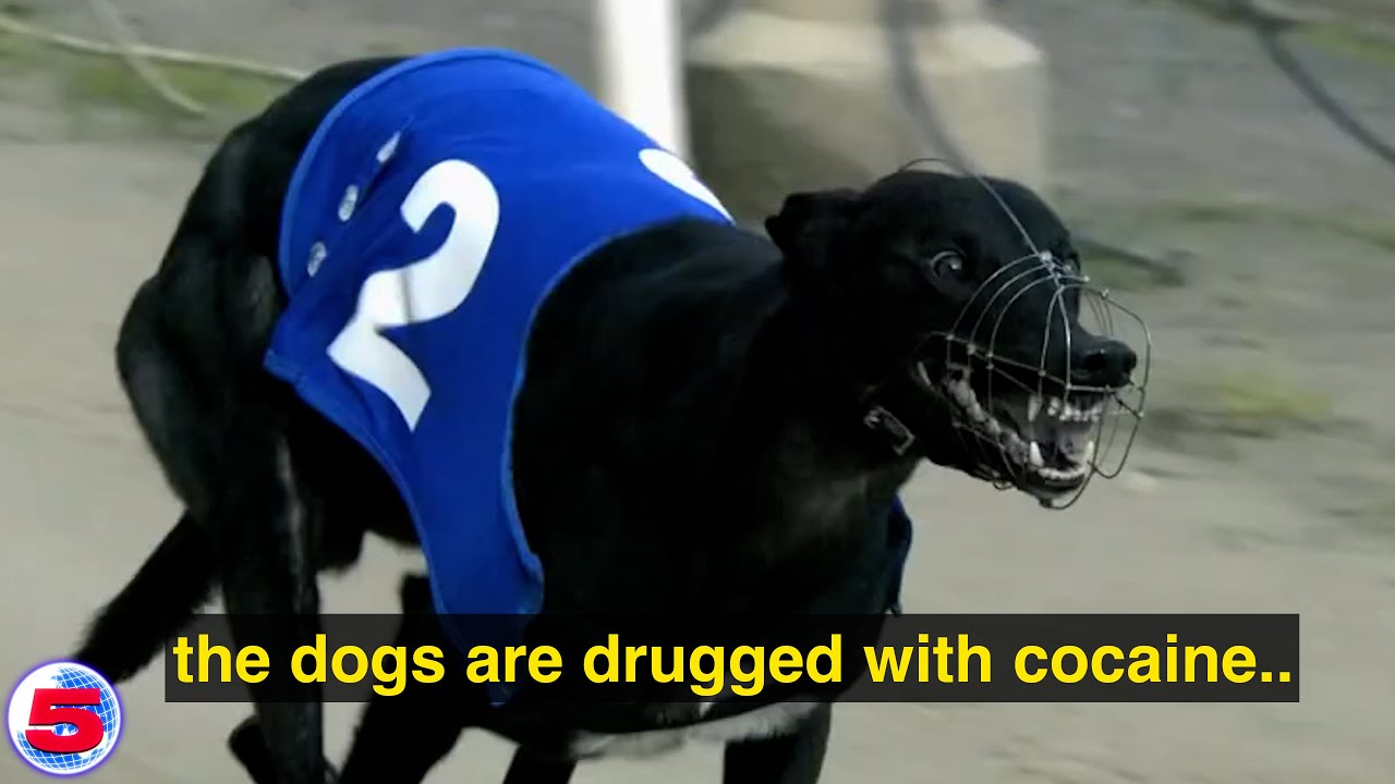The Last Greyhound Racetrack in America