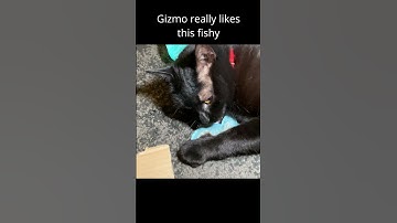 Gizmo really likes this fishy #cat #gizmo #blackcat