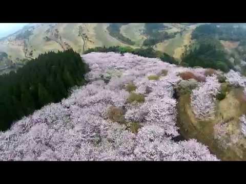 【空撮】花立公園　桜　日南市北郷町