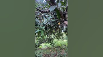 Xoài chín vàng cây không ai hái, rụng đầy gốc. Thương người nông dân cực khổ trồng xoài #mango