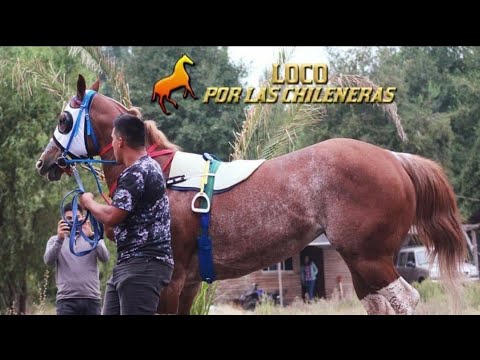 La Atila -