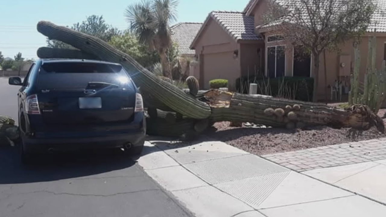 Stressed out saguaros: What is causing massive cacti to fall over?