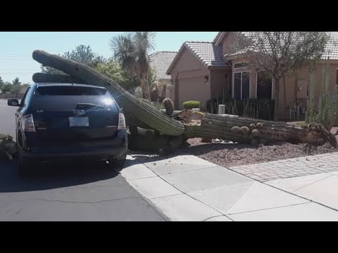 Video: Hvad dræber saguaro-kaktussen?