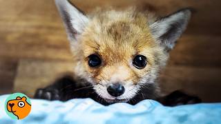Woman Brings Home A Baby Fox, Now Hes Her Best Friend Cuddle Buddies