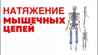 картинка: Как тело реагирует на натяжение мышечных цепей