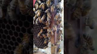 Buscando a la abeja reina (Apis mellifera)