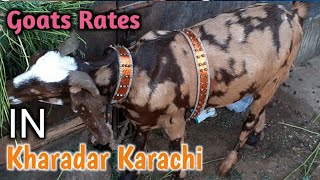 Goats Rates in Kharadar Karachi بکروں کے ریٹس