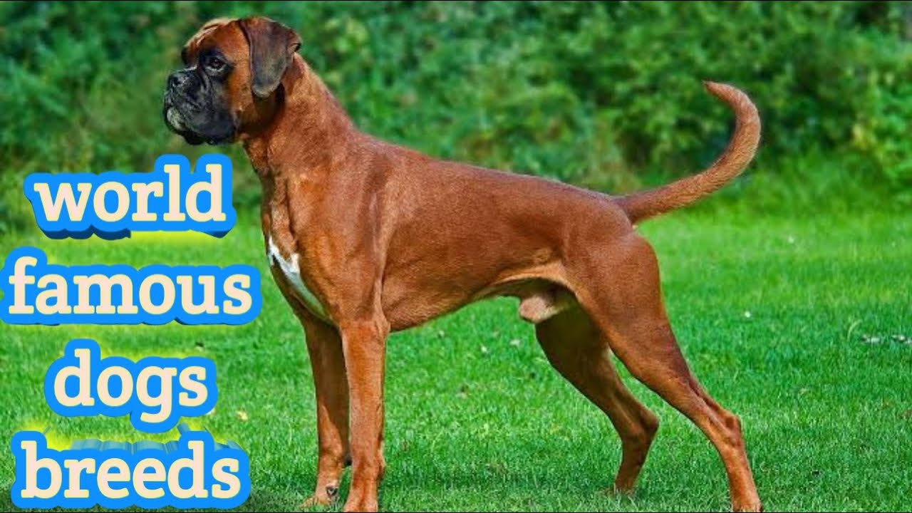 15 Most Popular Dogs Breed world famous dogs Breeds Watchtill the end YouTube