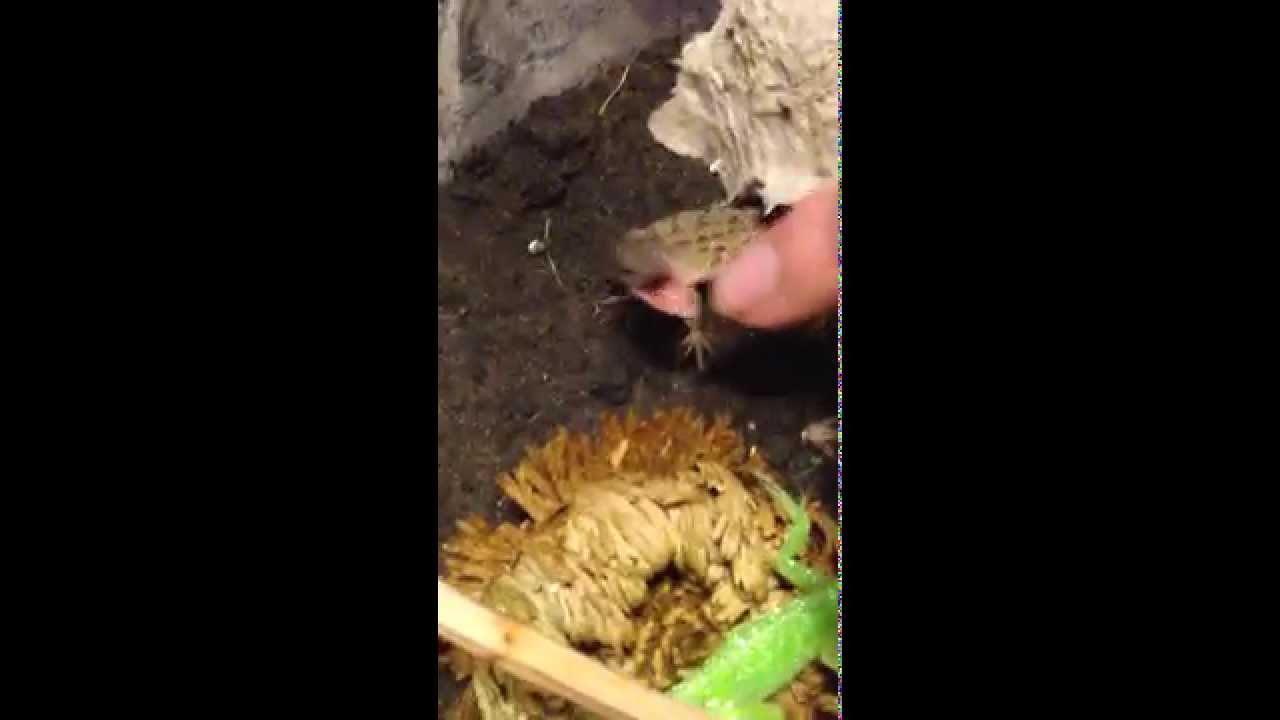 petco hours Getting Attacked by Grumpy Brown Anole Lizard