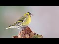 The song of the eurasian siskin  bird sounds  10 hours