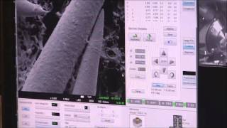 CryoSEM with JEOL Field Emission Scanning Electron Microscope and Quorum CryoSEM