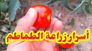أسرار أصحاب المشاتل حول زراعة الطماطم