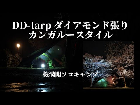 DDタープ ダイアモンド張り カンガルースタイル　桜満開ソロキャンプ