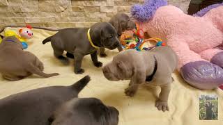 Weimaraner Puppies Are Adorable Little Dogs