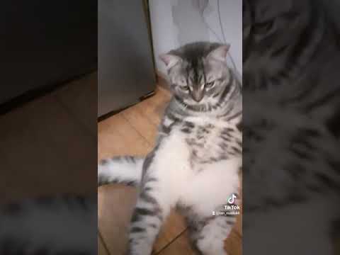 🐈Надо было мне сразу директором быть. Смешное короткое видео с котами.