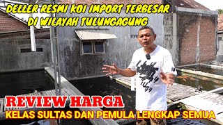 DELLER RESMI KOI IMPORT TERBESAR DI TULUNGAGUNG‼REVIEW HARGA KELAS SULTAN & PEMULA LENGKAP SEMUA‼