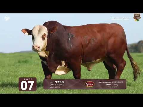 LOTE 07 - TAT 7399 M Braford