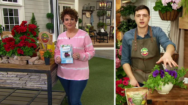 Roberta's 6-Piece Groundcover Petunias Live Plants on QVC