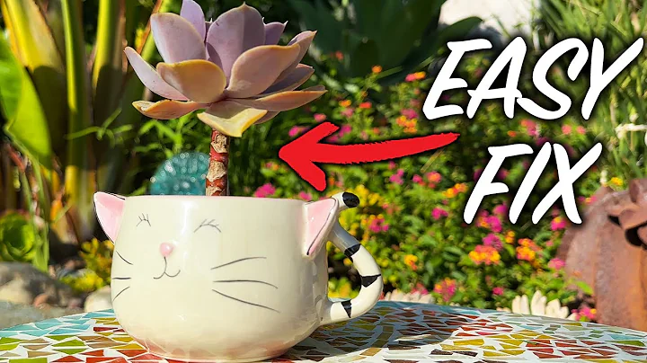 Why Succulents STRETCH and How I FIX it