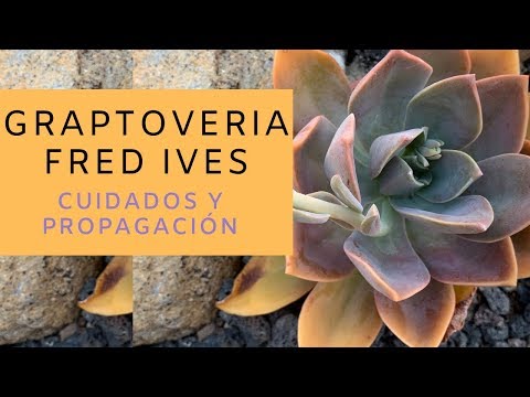 Video: ¿Qué es una suculenta Graptoveria? Información y cuidado de la planta Graptoveria