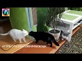 Youtube помог бездомному коту обрести дом После просмотра ролика о приюте Кота усыновили