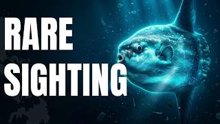 Ocean Sunfish Mola Mola Documentary  The Weirdest Giant Fish in the Ocean Explained