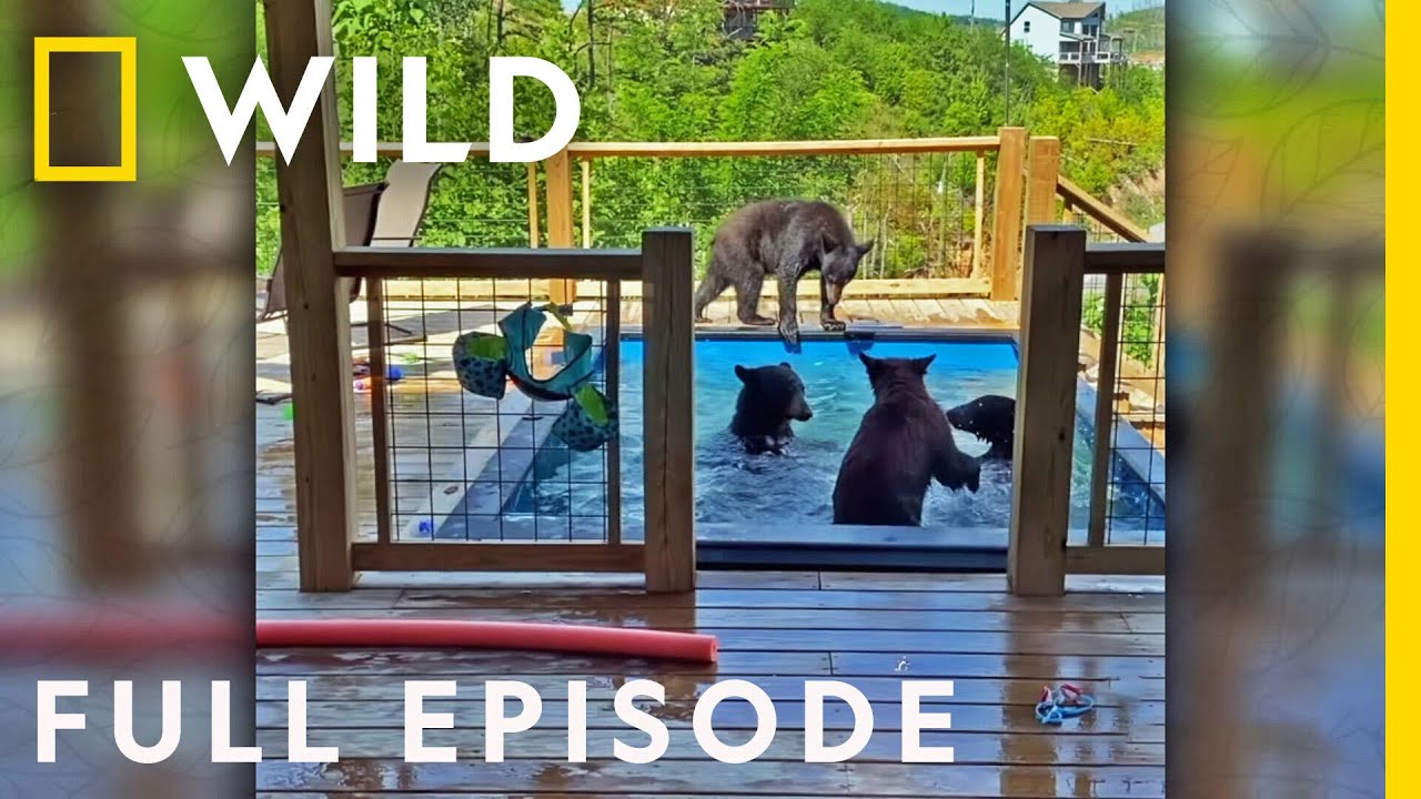 Unexpected Guest: A Black Bear Crashes Pool Party (Full Episode) | America’s Funniest Home Videos – Documentary