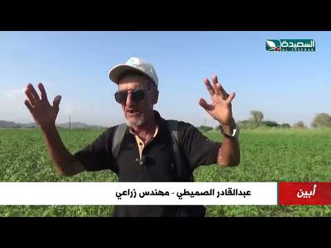 زراعة السمسم إقبال واسع في مناطق دلتا أيين هذا الموسم