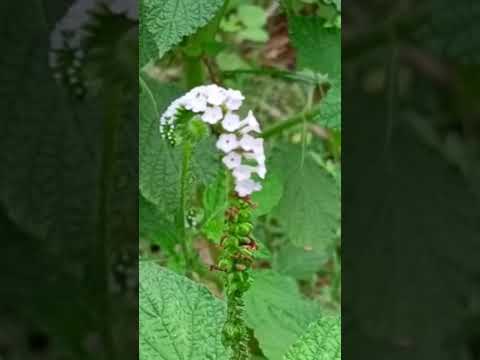 Indian heliotrope #Heliotropium