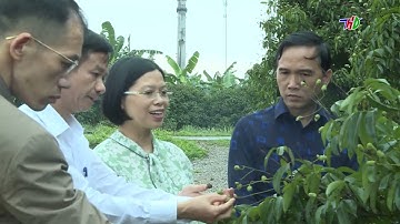 Huyện Thanh Hà tổ chức Hội nghị xúc tiến thương mại tiêu thụ sản phẩm vải thiều Thanh Hà năm 2023