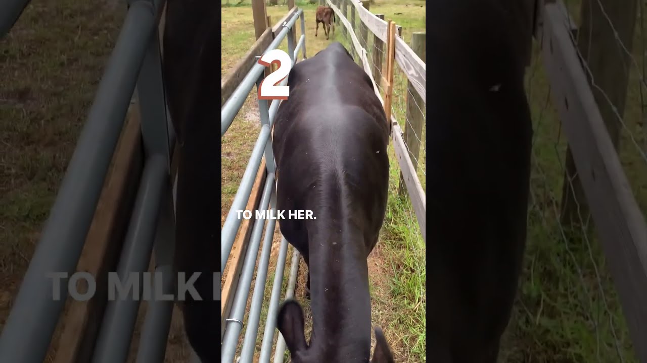 How We Milk Our Kicking Cow Farmlife Homesteader Homesteading Cows Milking Kickingcow