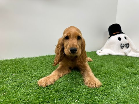 Video English Cocker Spaniel