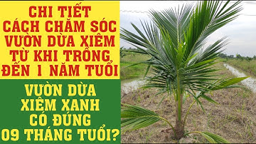 #97 | CÁCH CHĂM SÓC DỪA XIÊM TỪ KHI TRỒNG ĐẾN 1 NĂM TUỔI | VƯỜN DỪA XIÊM XANH 9 THÁNG | KHẮC DUY TV