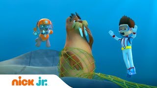 Мультик Щенячий патруль Случай с моржом Nick Jr Россия