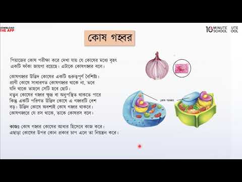 ভিডিও: একটি উদ্ভিদ এবং প্রাণী ভ্যাকুওলের মধ্যে পার্থক্য কী?