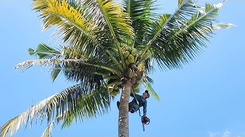 Cưa  những  cây  dừa  ,Ở  vị  trí  khó,Gần  nhà. Cưa  cây  kỷ  thuật cao