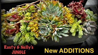 New Additions To The Jungle