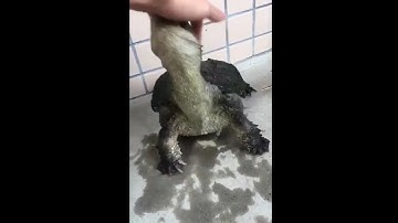 Snapping Turtle Biting Finger