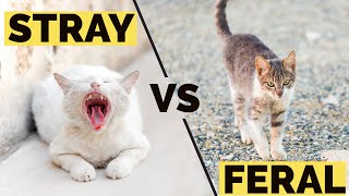 How Do Feral Cats Differ From Stray Cats? | Can Ferals Or Strays Be Adopted? by Kitty County 104,073 views 3 years ago 6 minutes, 19 seconds