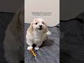 そあちんに中古のおやつをあげたら怒られました。#shorts #犬 #潔癖症な犬 #言葉が分かる犬 #面白い犬 #人間みたいな犬 #犬と猫