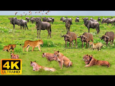 4K African Wildlife: