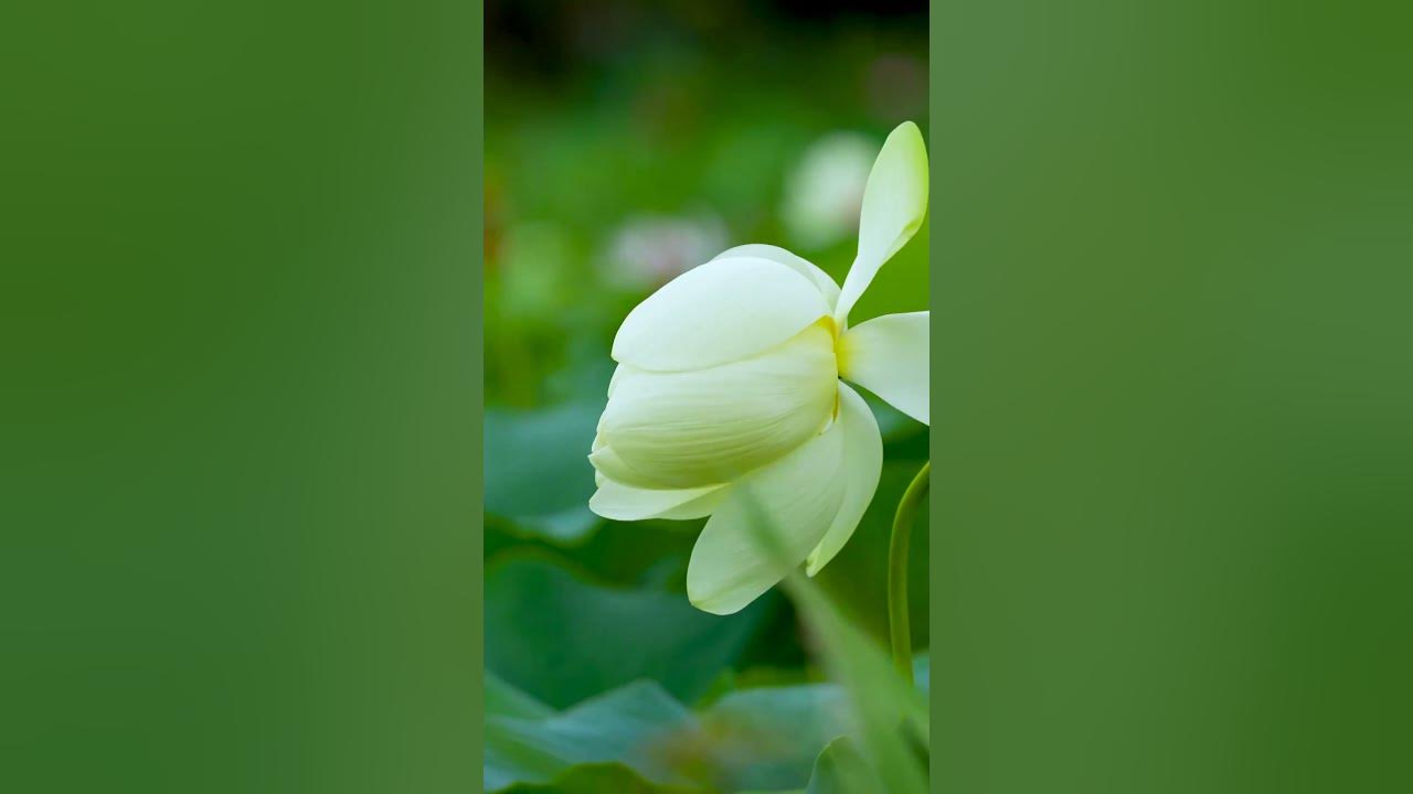 Down By The Salley Gardens Traditional Irish Folk Song from 1889 Seagull The Waterfront Sea Lighthou