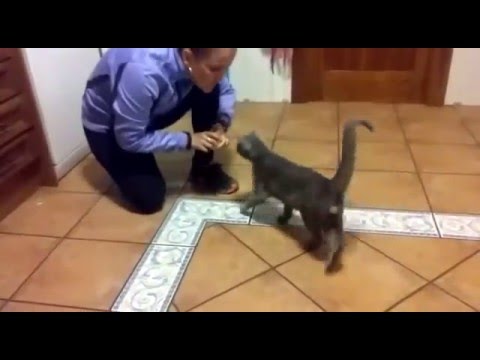 Video: 15 grandes nombres para tu gato azul ruso de la mitología rusa y eslava