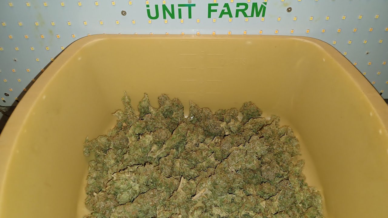 Bubble Bomb from Bomb seeds final weight. Unit Farm UF4000 grow medical cannabis